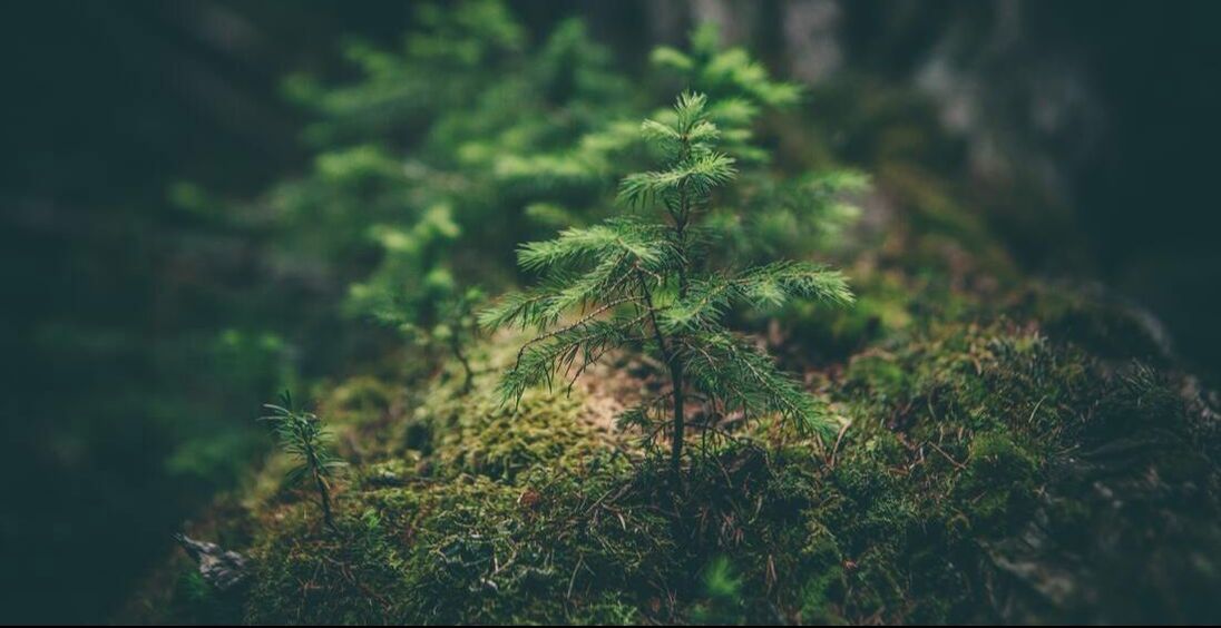 spruce tree seedling