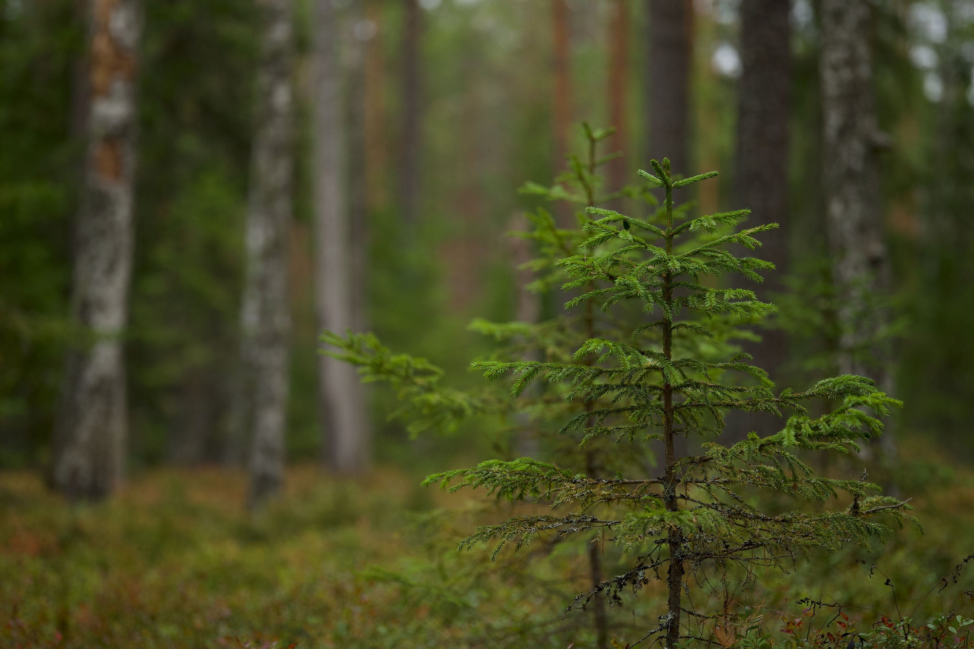 A sapling in the forest