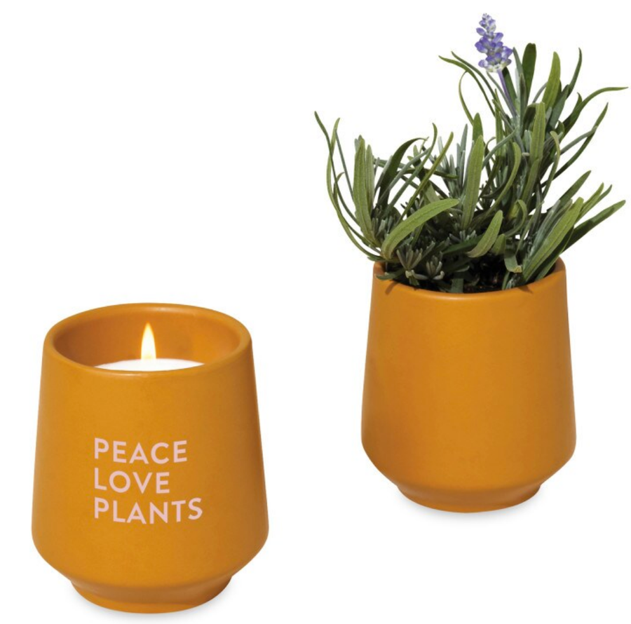 Modern Sprout Candle
